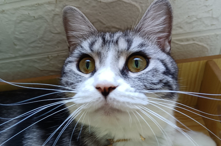 Living With A Cat Recovering From Dry FIP