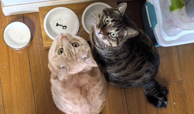 How to Recognize Wet FIP Early