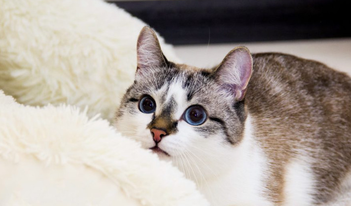 Can Kittens Get Ocular FIP