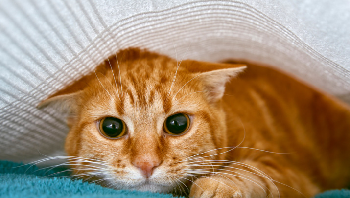 Can Dry FIP Relapse After Treatment