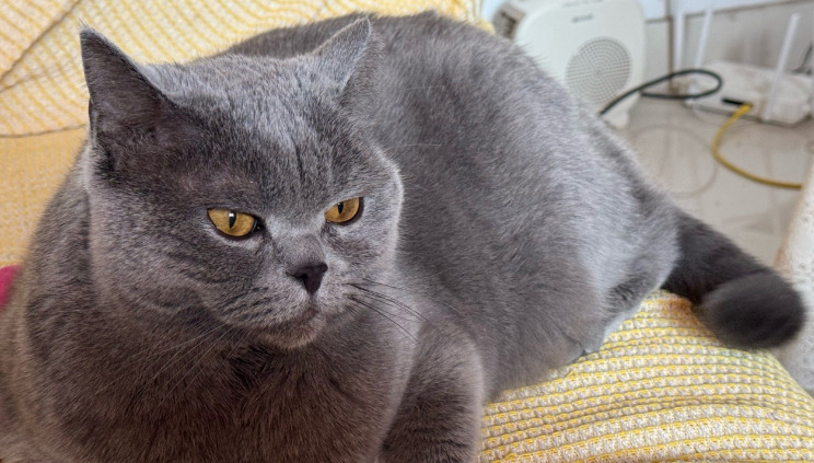 Neurological FIP Treatment Success Rate
