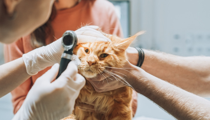 What Is The Best Medicine For Wet FIP