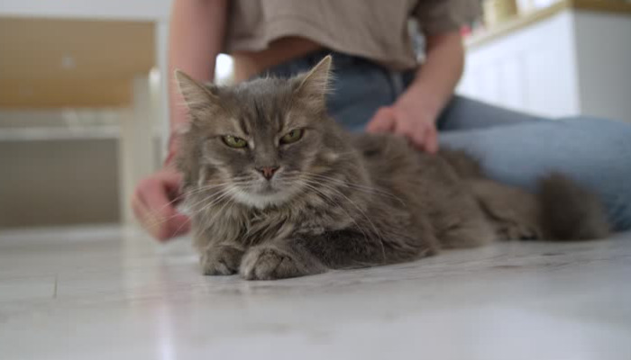 Caring For A Cat With Dry FIP