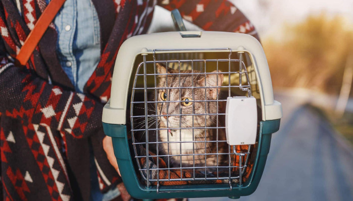 Confirming a Wet FIP Diagnosis