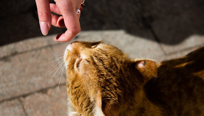 Does Neurological FIP Affect The Brain