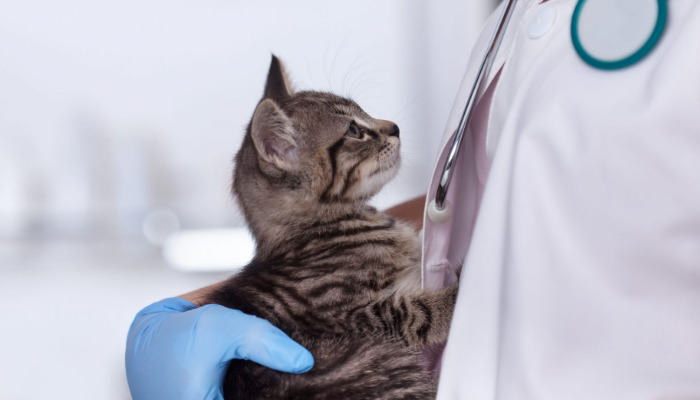 How To Calculate GS-441524 Dosage