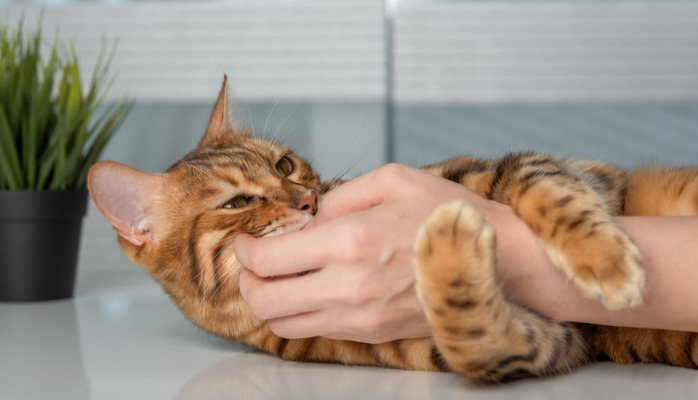 Best Antiviral Treatment For FIP