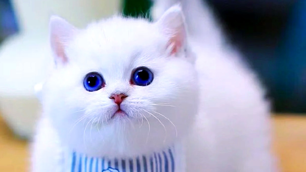 Is GS-441524 Safe for Cats