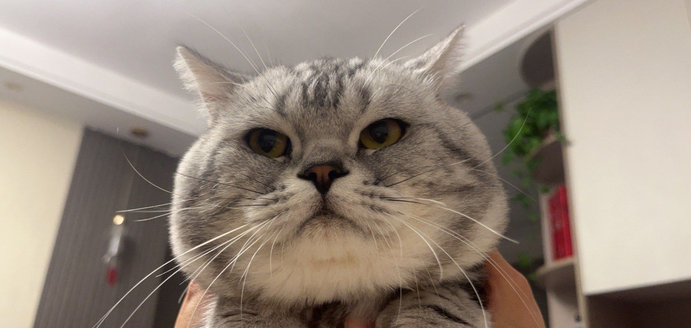 Wet FIP Symptoms Vs Dry FIP