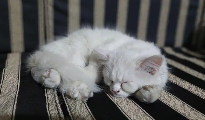 Neurological FIP Recovery Stories
