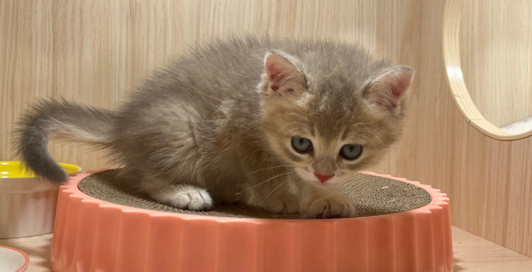 Neurological FIP Hind Leg Weakness