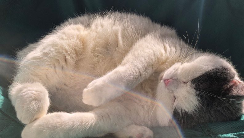 Advanced Neurological FIP Symptoms