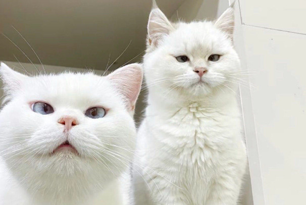 Dry FIP Treatment