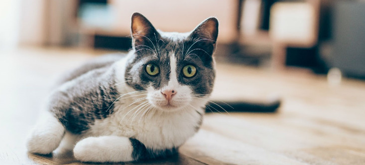 Can Cats Fully Recover With GS-441524