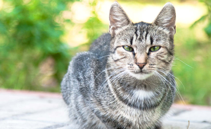 Caring for a Cat With Ocular FIP