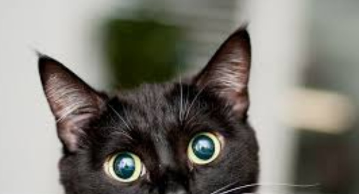 Best Treatment for Dry FIP
