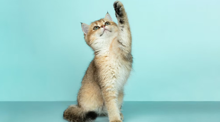 Dry FIP Recovery Timeline