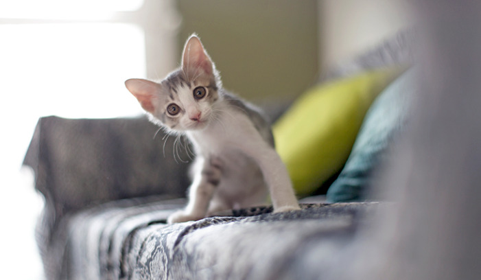 Can Kittens Get Neurological FIP