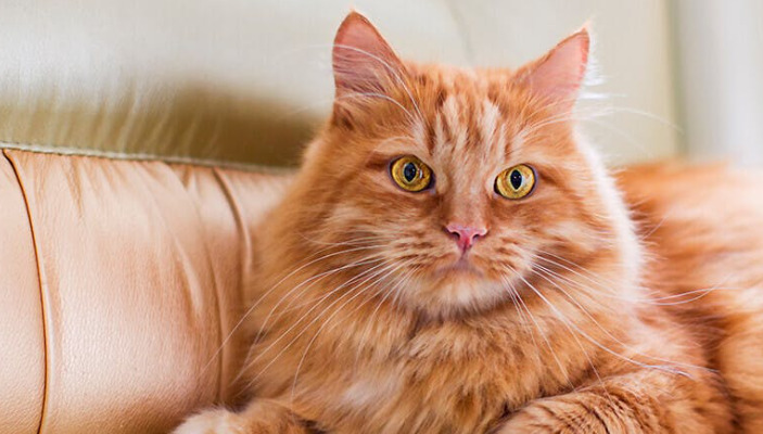 High-Dose Treatment For Neurological FIP