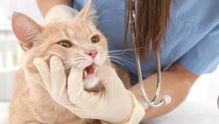 Wet FIP Disease Progression