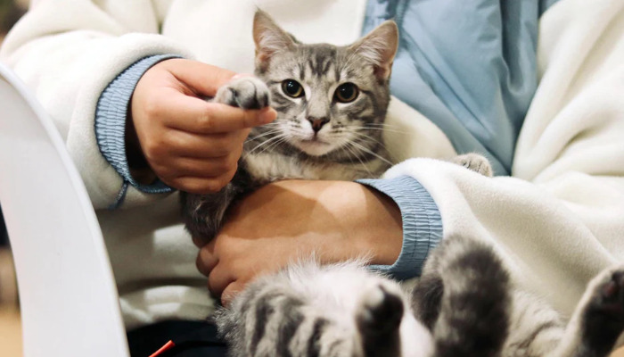 What Is the Difference Between Wet FIP and Dry FIP