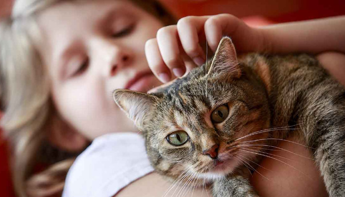 How Veterinarians Diagnose Wet FIP