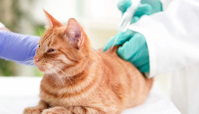Wet FIP Long-Term Prognosis