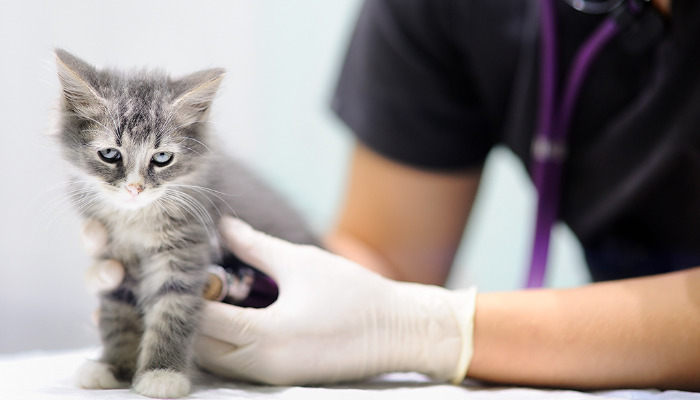 Best Treatment for Wet FIP