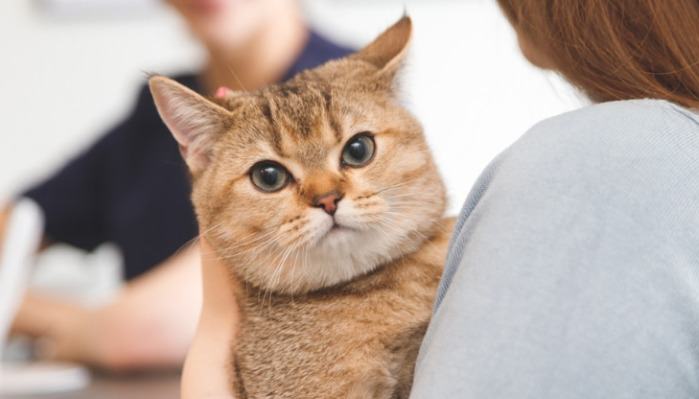 Neurological FIP Paralysis