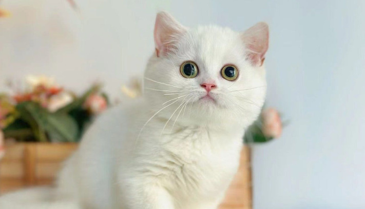 Oral GS-441524 For FIP