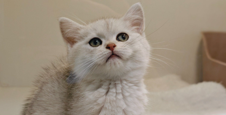 Dry FIP Treatment Monitoring