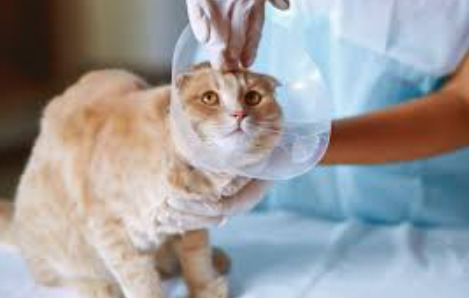 Neurological FIP Diagnostic Challenges