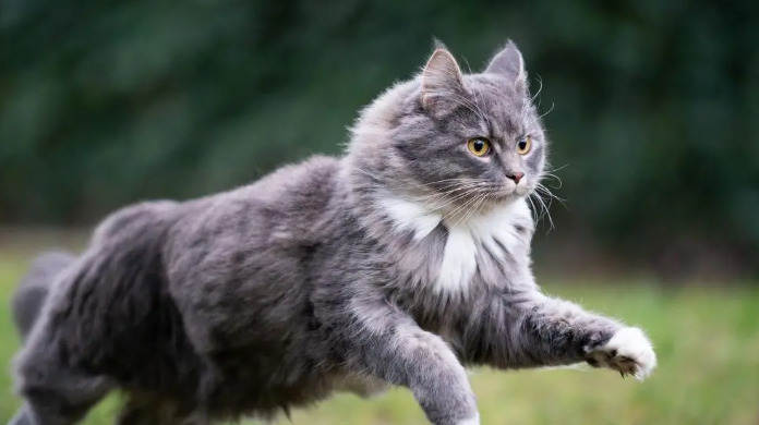 Clinical Signs of Wet FIP