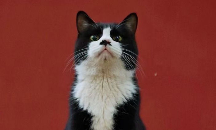 Ocular FIP Uveitis in Cats