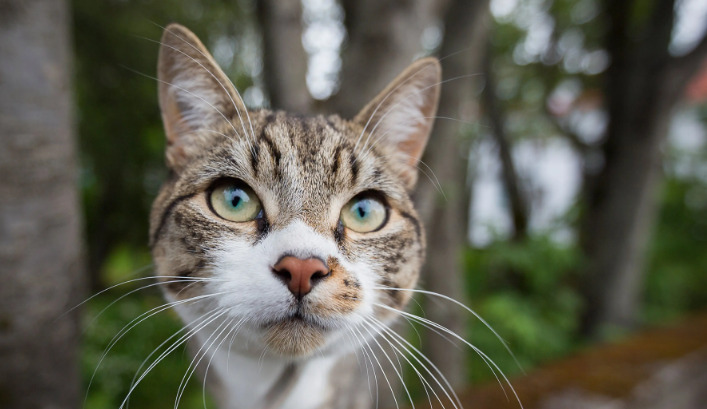 How to Recognize Neurological FIP Early