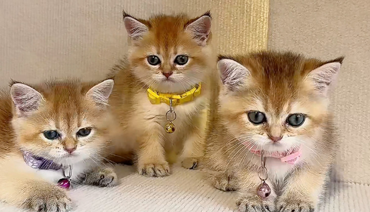 Signs Your Cat Has Wet FIP