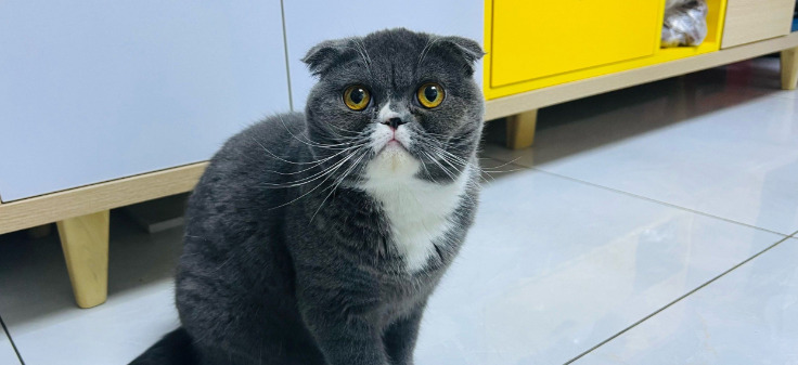 Wet FIP Survival Rate After Treatment