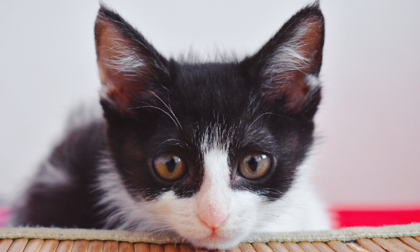 How Long Does Recovery From Wet FIP Take