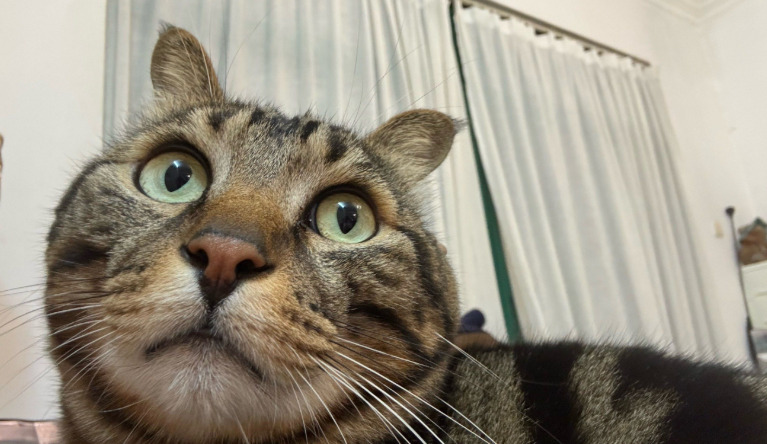 Long-Term Outcomes of Wet FIP