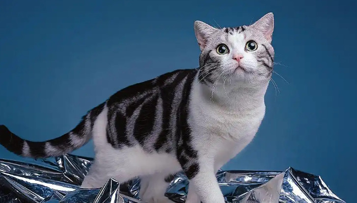 What Is the Difference Between Neurological FIP and Other Types of FIP