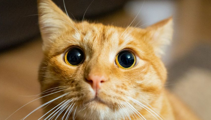 Can Neurological FIP Cause Blindness