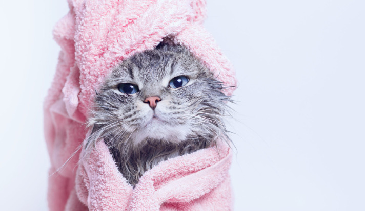 Dry FIP Eye Symptoms