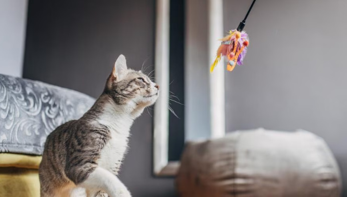 Living With A Cat Recovering From Wet FIP