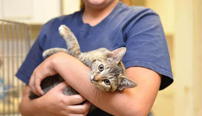 Is Wet FIP Easy To Diagnose