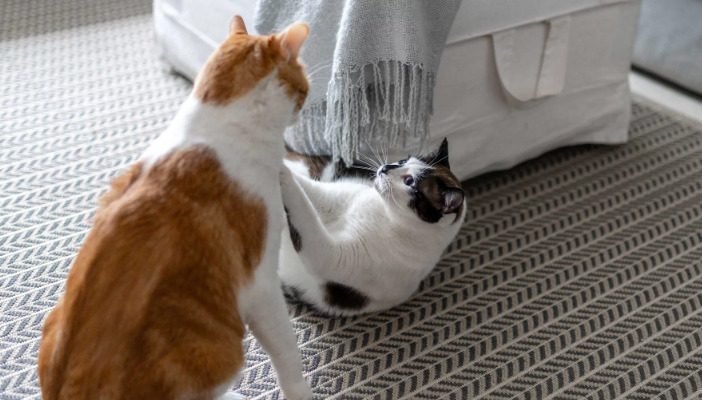 Wet FIP Symptoms in Cats
