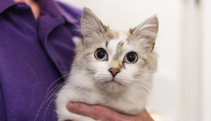 Living With a Cat Recovering From Ocular FIP