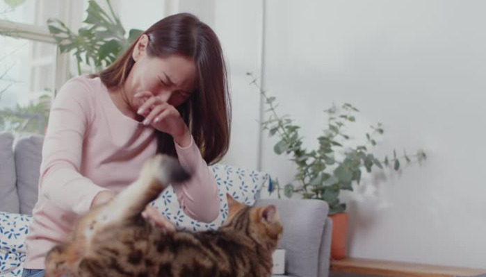 Dry FIP Granulomas Explained