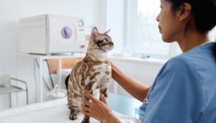 Dry FIP Survival Rate After Treatment