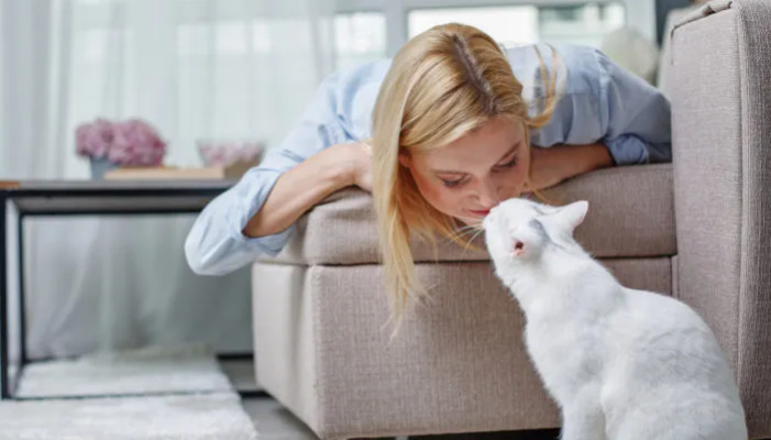 What Is Wet FIP in Cats