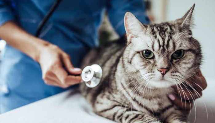 How Long Can Cats Live With Ocular FIP